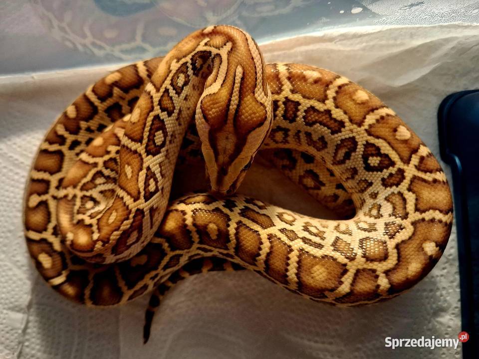 Młode Pytony birmańskie Python bivittatus