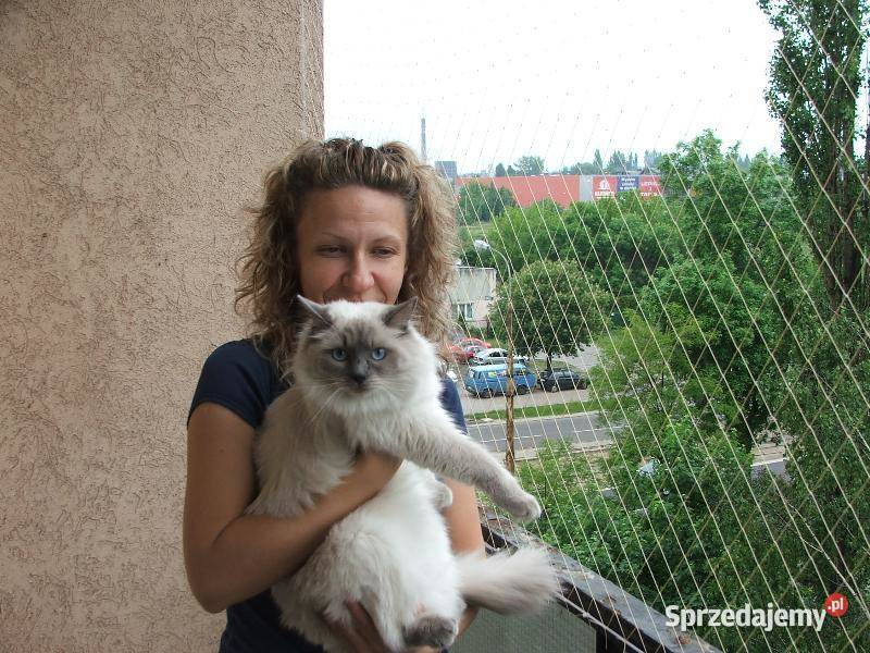 Siatka Kota na Balkon Drzwi i Okna montaż Łódź łódzkie sprzedam