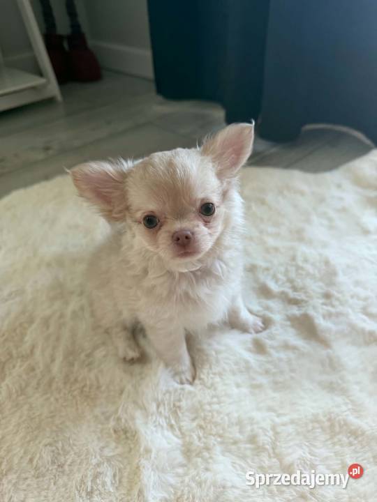Liliowy długowłosy szczeniak rasy chihuahua