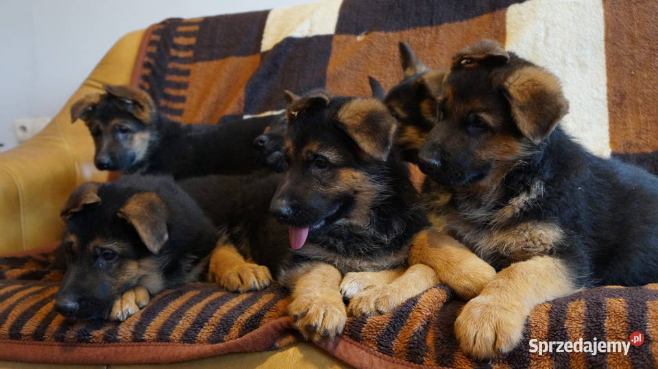 OWCZAREK NIEMIECKI SZCZENIĘTA Bydgoszcz sprzedam