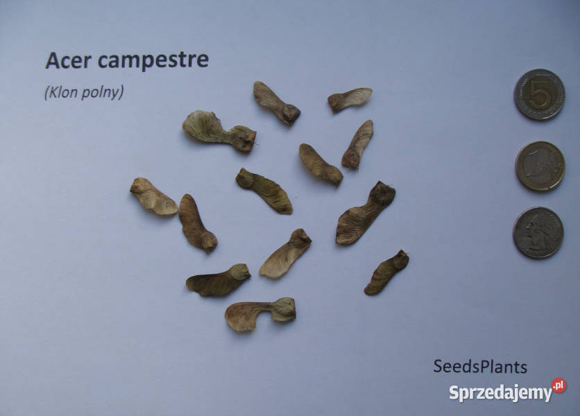KLON POLNY Acer campestre NASIONA 130 sztuk 10g Lubanie