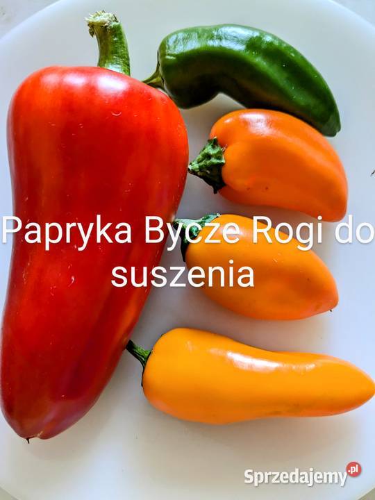 Nasiona Papryki j Sweetbites Corbacii kolory Kraków sprzedam