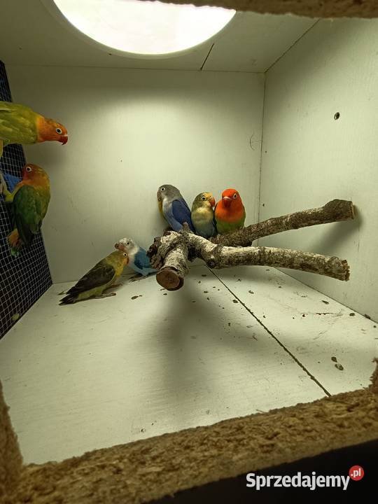 Nierozłączki czerwonoczelne