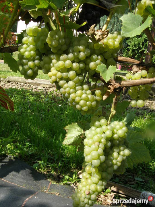 Sadzonki winorośli winogron winnica Kraków Rośliny Rośliny Nieznanowice