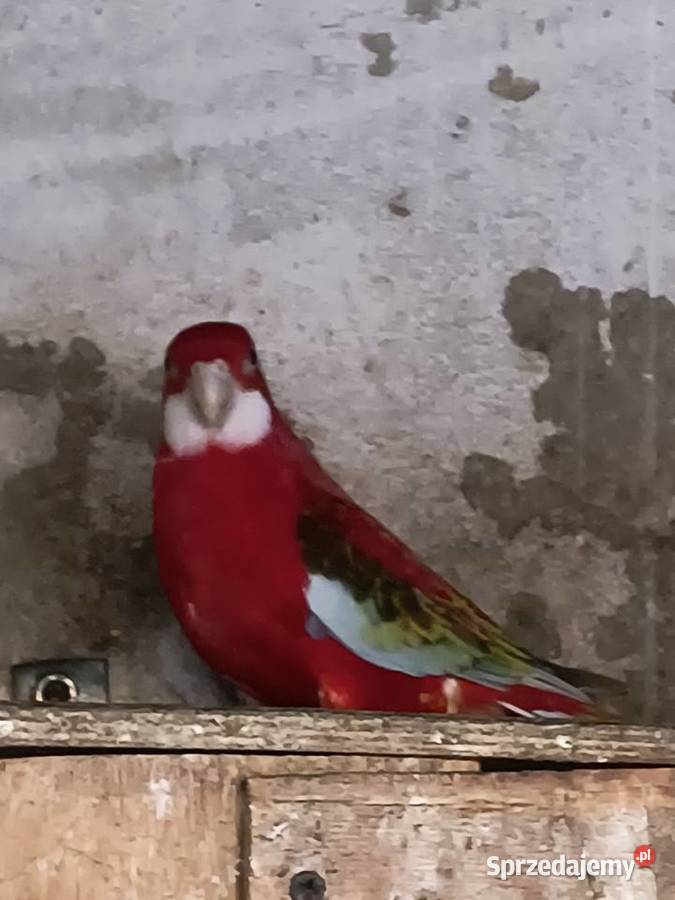 rozelle białolice i królewskie Czerwionka-Leszczyny