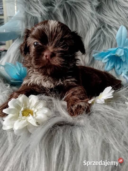 Śliczny piesek czekoladowy z białym rasy ShihTzu Namysłów sprzedam