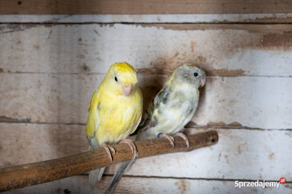 Świergoty para Chmielnik