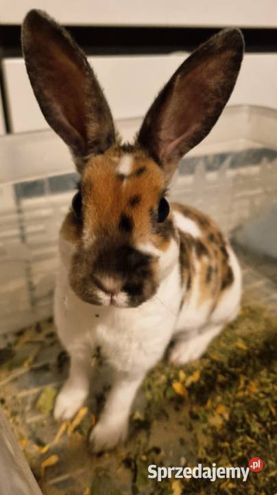 Królik Karzelek Mini Rex trójbarwny Katowice sprzedam