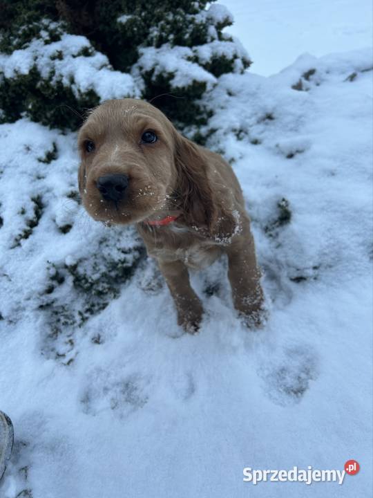 Cocker spaniel angielski łódzkie