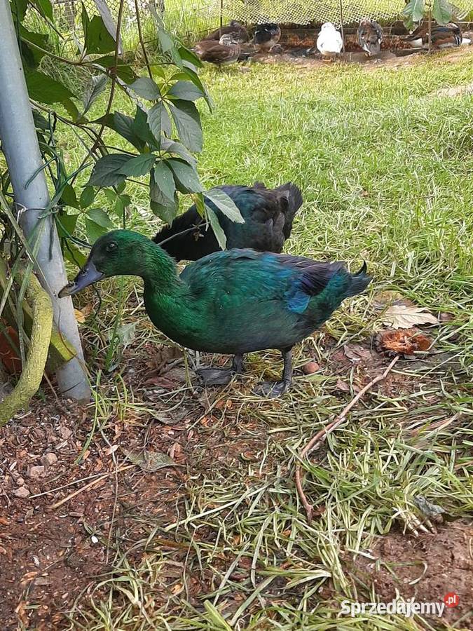 Kaczki szmaragdowe para