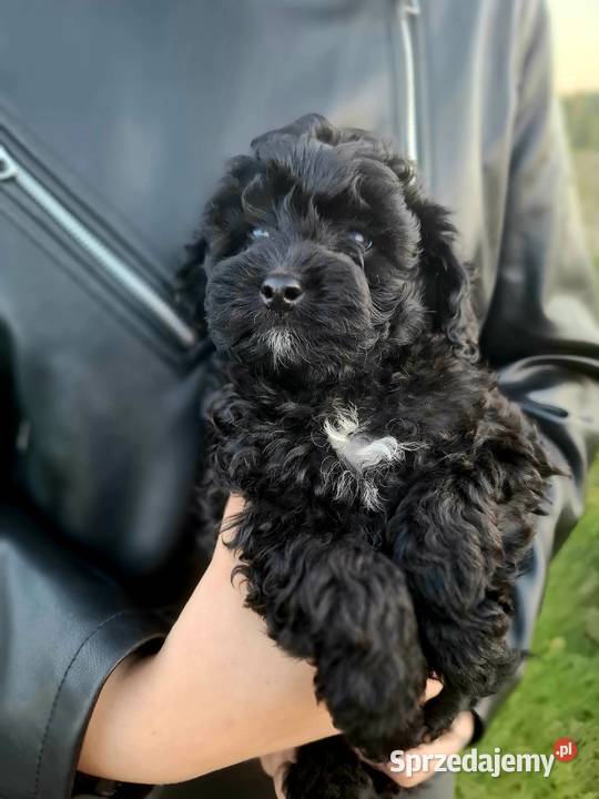 Shihpoo szczenięta mix pudel i shih tzu