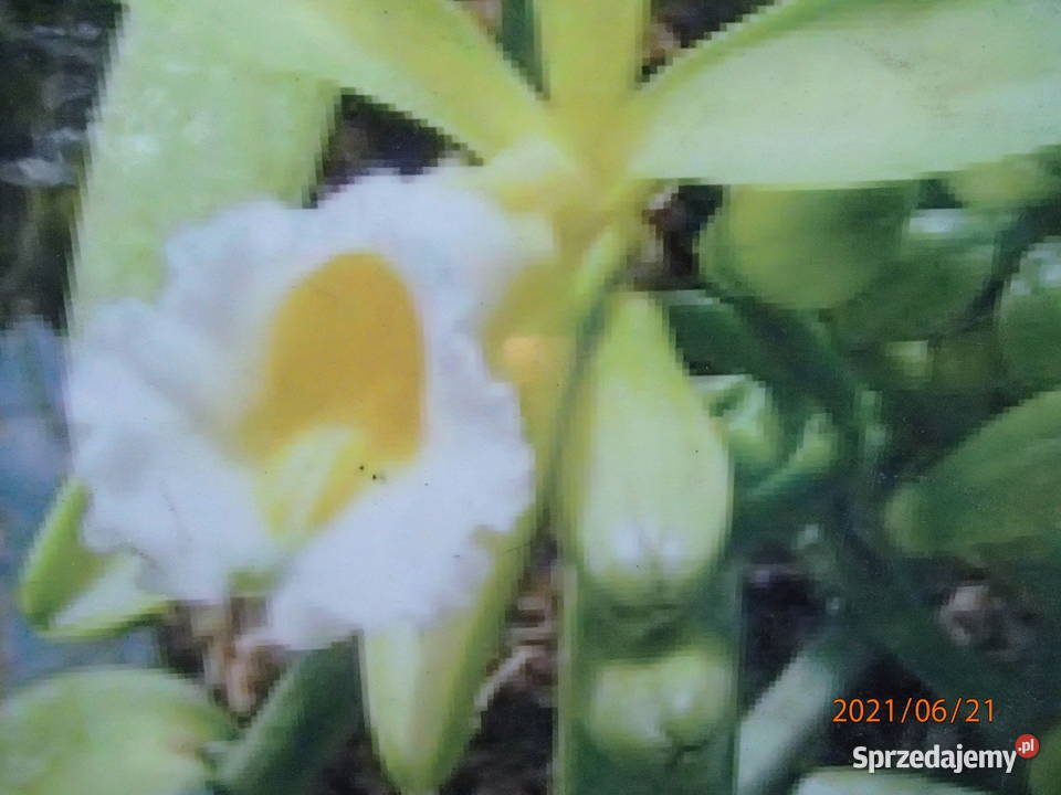 Sadzonka wanilii w doniczce storczyk Szczawin