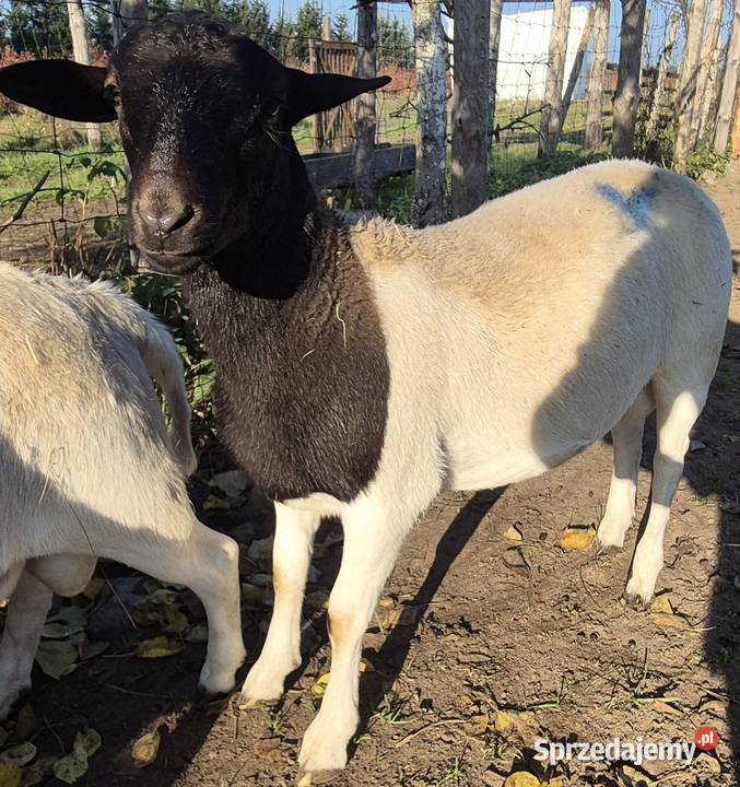 Baranek DORPER Tryk Jarek Owce baranki kujawsko-pomorskie Cekcyn sprzedam
