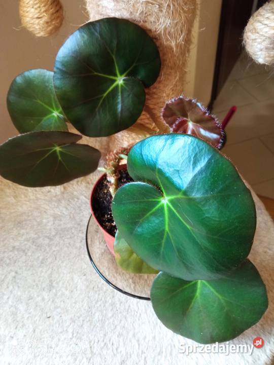 Begonie moje begonie Białystok