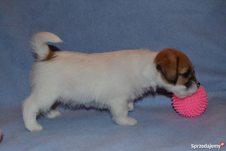 JACK RUSSELL TERRIER ZKwP FCI