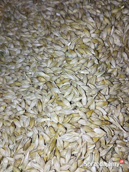 Jęczmień ozimy Laubella pierwszy centrali Oksa