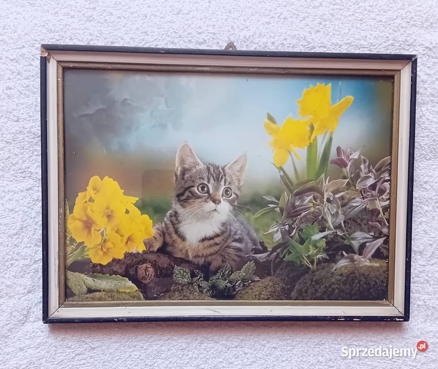 Zdjęcie kota w ramce szkłem lata 70e 80e Antyki Koźminek