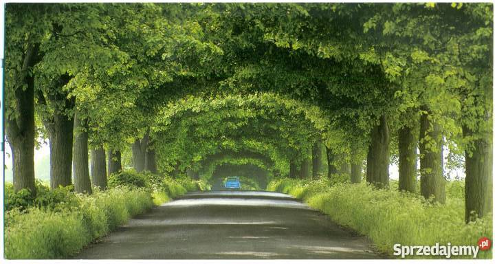 Stara pocztówka Niebieski Trabant