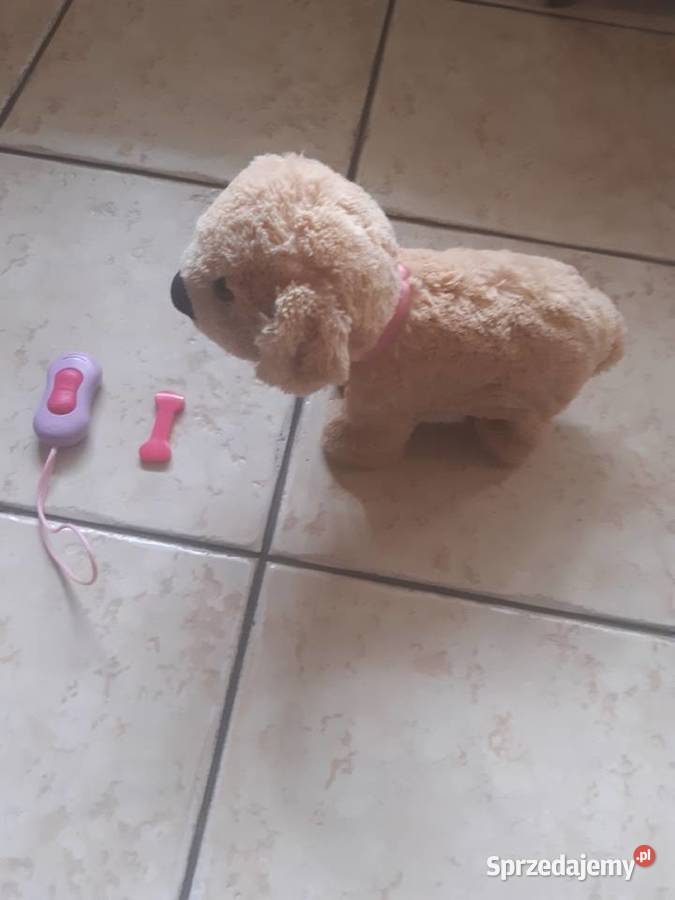 Pies interaktywny na baterię Łódź