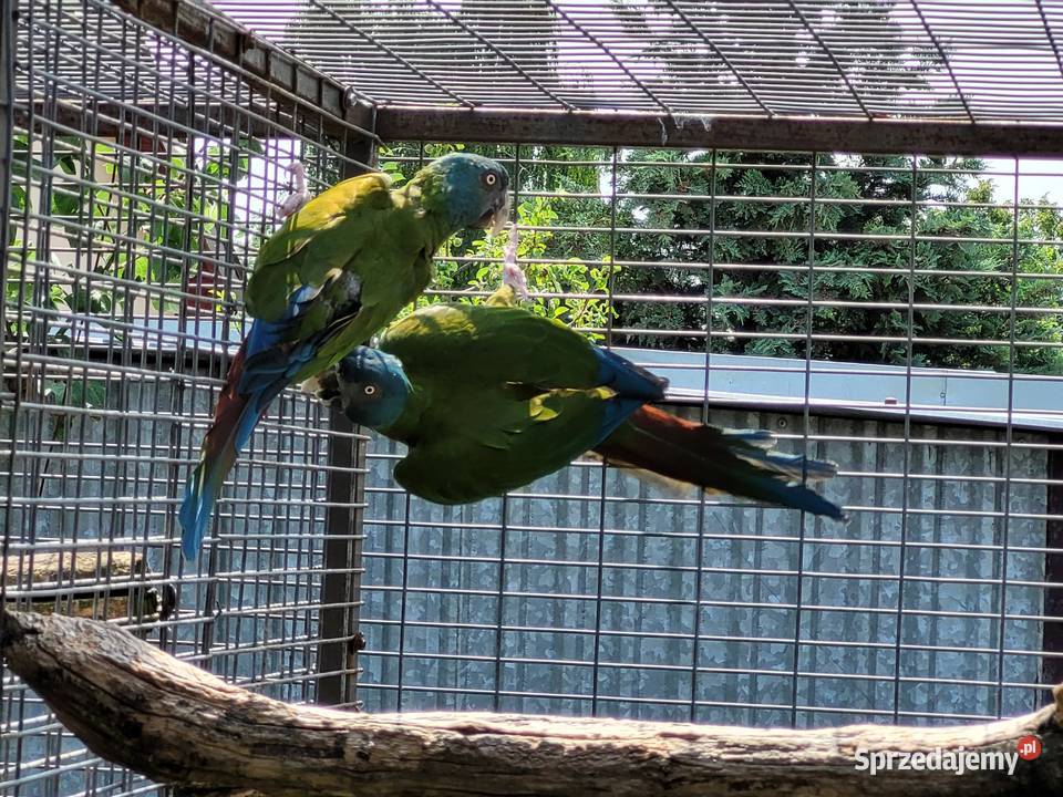 Ara Ary koloni Coloni Para 2014r Niepruszewo