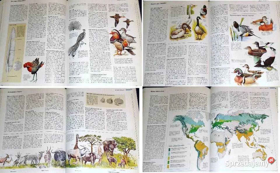 ABC przyrody w pytaniach i odpowiedziach Readers twarda Chełm