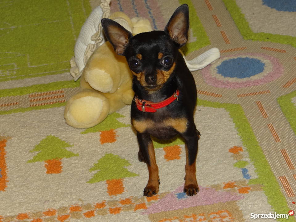 Ratlerekratlerki pinczer pinczerek krycie Pozostałe Wierzbica