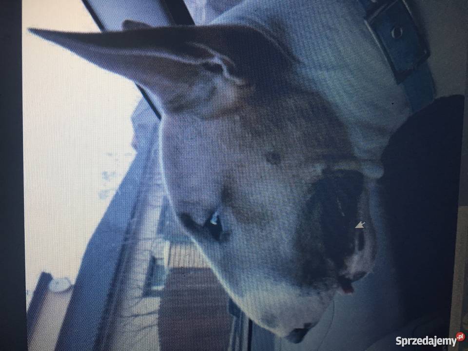 Bulterier standard zkwpfci pies 25 letni Psy Poznań