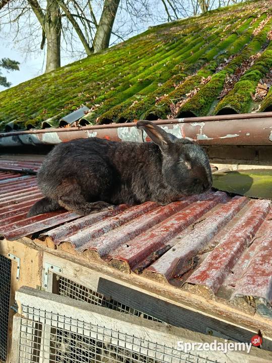 Sprzedam królika samic łódzkie