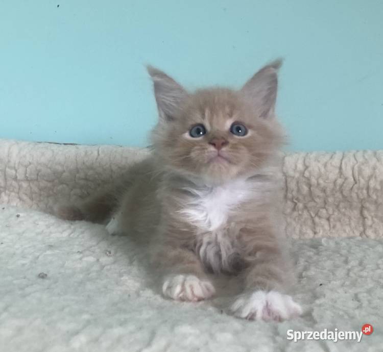 Maine Coon Śliczne kotki dolnośląskie Wińsko sprzedam