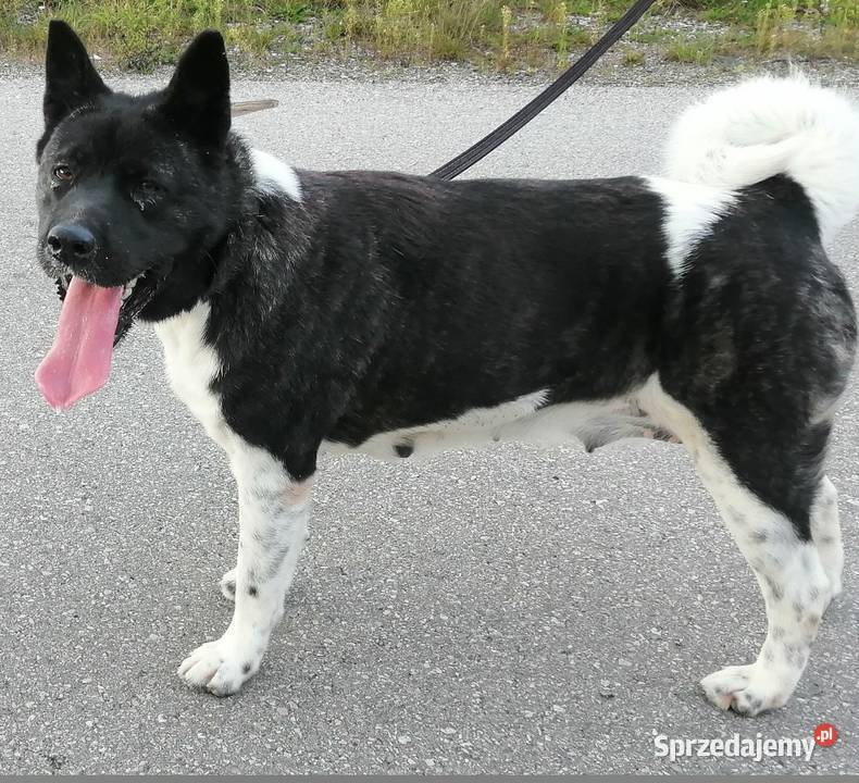 Akita amerykańska Opoczno sprzedam