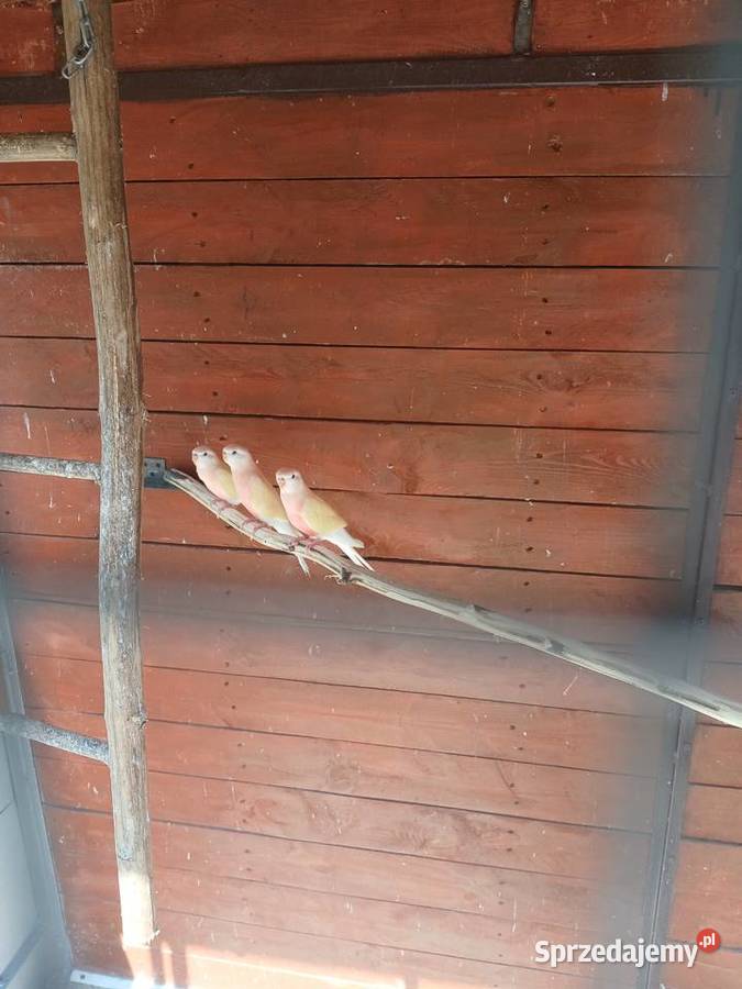 Lakowka samica lilianki Ptaki Bochnia
