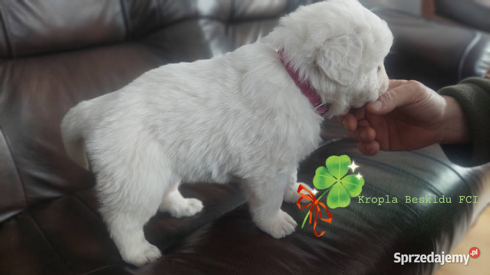 Szczeniaki Polski Owczarek Podhalański