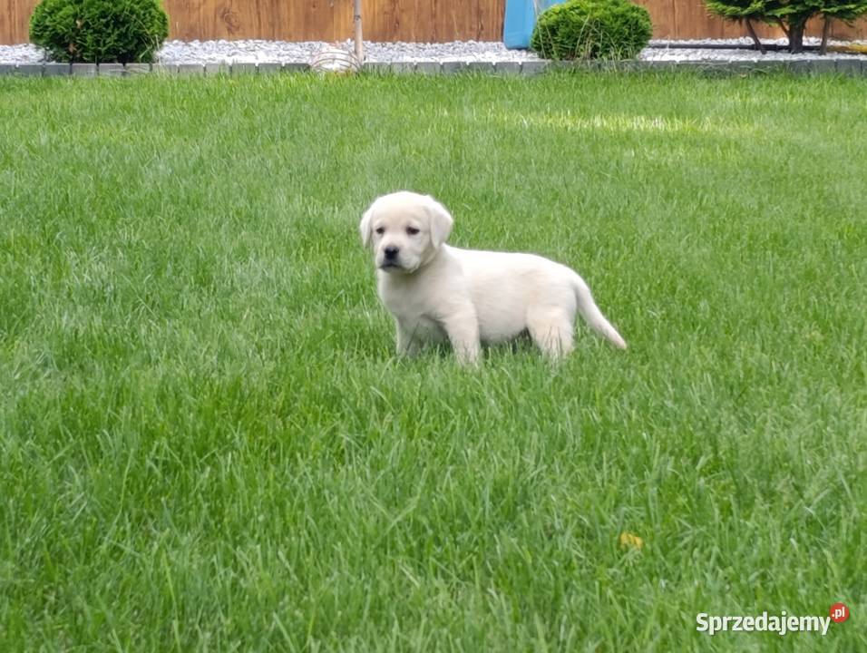 Labrador Milejowice