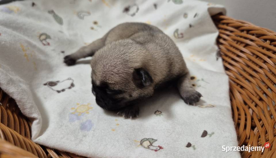 Mops szczeniak sunia dziewczynka Wrocław