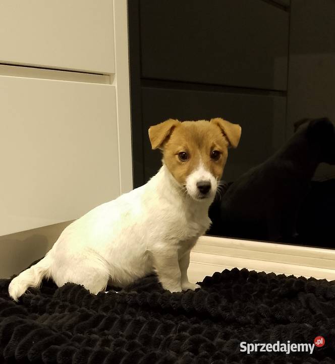 Suczka ZKwP Jack Russell terrier Sochaczew sprzedam