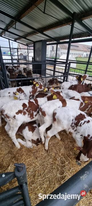 Sprzedam byczki dolnośląskie