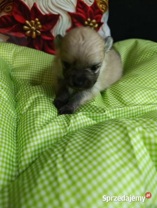 Szpic miniaturowy Przepiękny maluchr Warszawa sprzedam