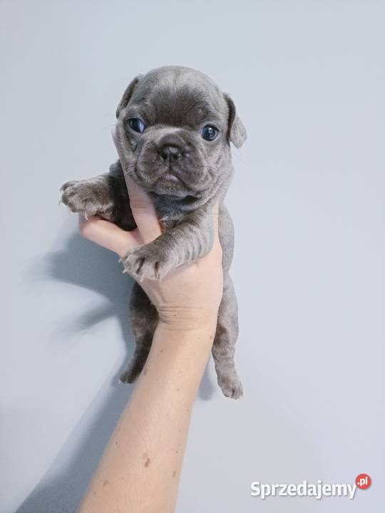 Buldogi francuskie blue niebieskie suczki Szczecinek