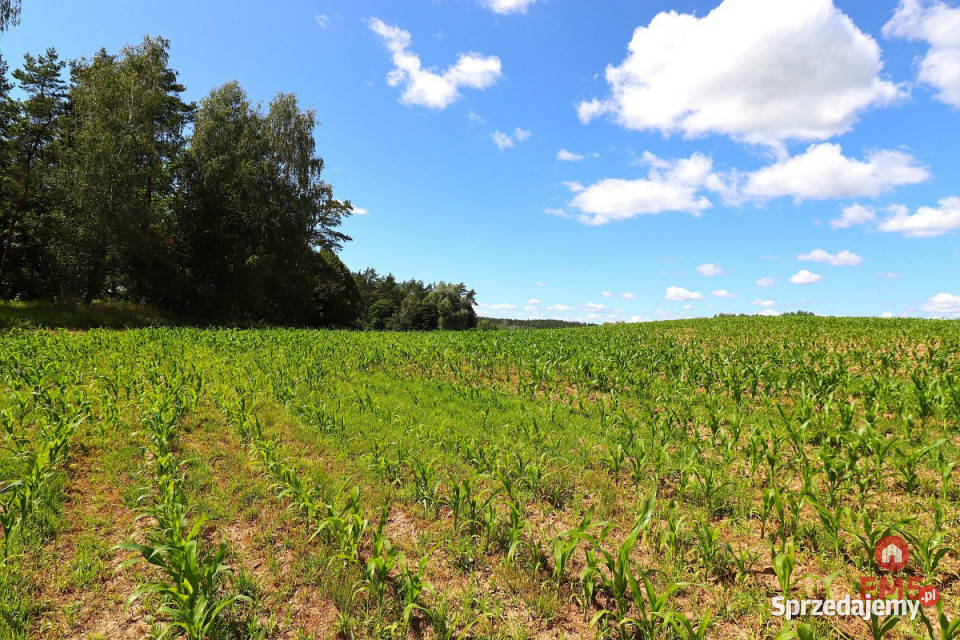 Działka na sprzedaż 1100m2 Rożyńsk Wielki warmińsko-mazurskie sprzedam