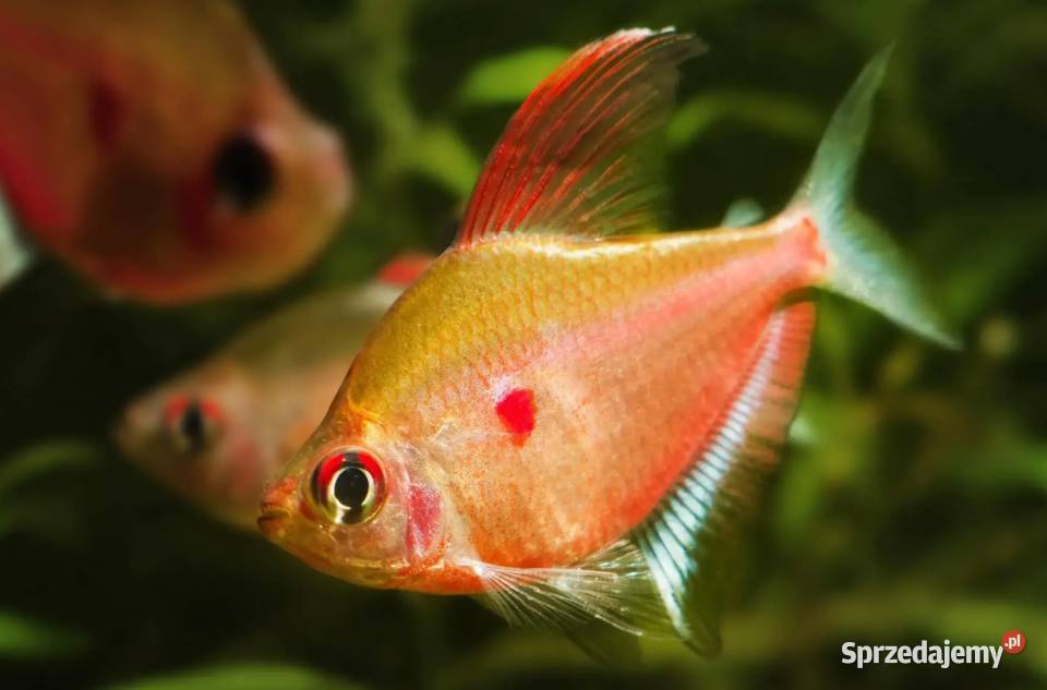 Bystrzyk Pereza czerwonoplamy Hyphessobrycon Ryby pomorskie Gdańsk sprzedam