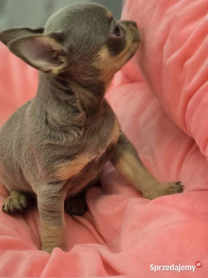 Chihuahua Liliowa podpalana XXS Bielsko-Biała sprzedam