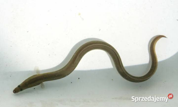 ZARYBIANIE 2026 Zapisy na ryby do stawów 9 Nowa Ruda