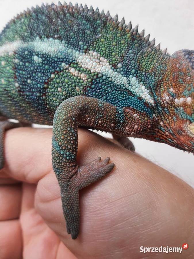 kameleon lamparci ambilobe red bar samiec Włocławek