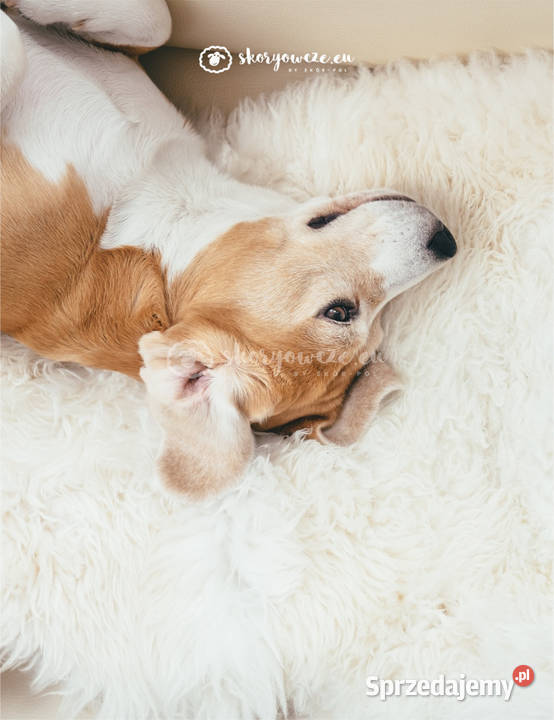 Naturalna skóra owcza biała małe jagnię Rozmiar biały Szaflary