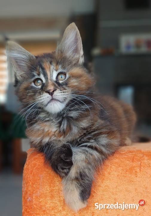 Maine Coon Kotka f22 Rodowód FPL sprzedam