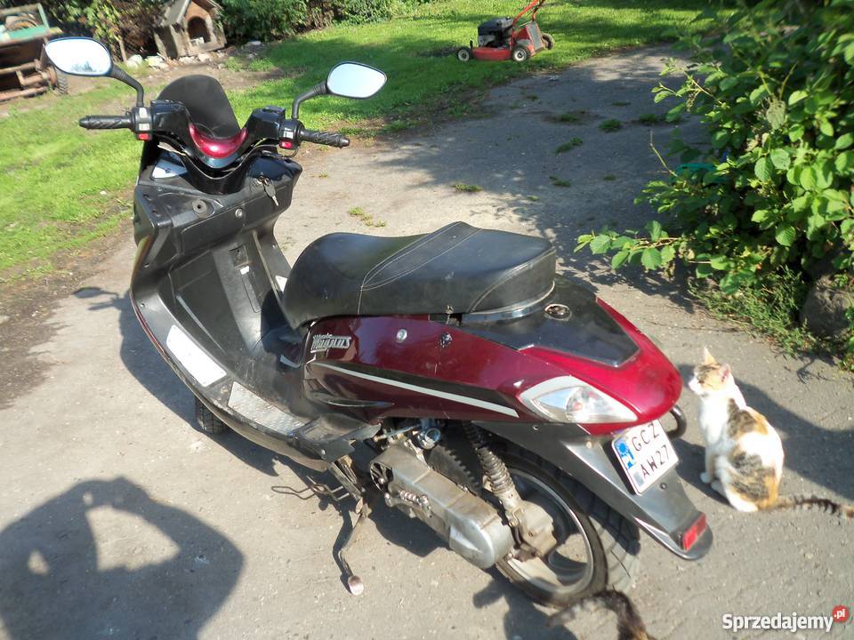 t rex magnus pomorskie Nowy Dwór Gdański