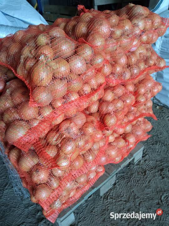 Cebulą Kamienica sprzedam