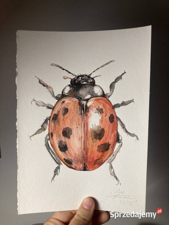 Akwarela biedronka obraz Skierniewice