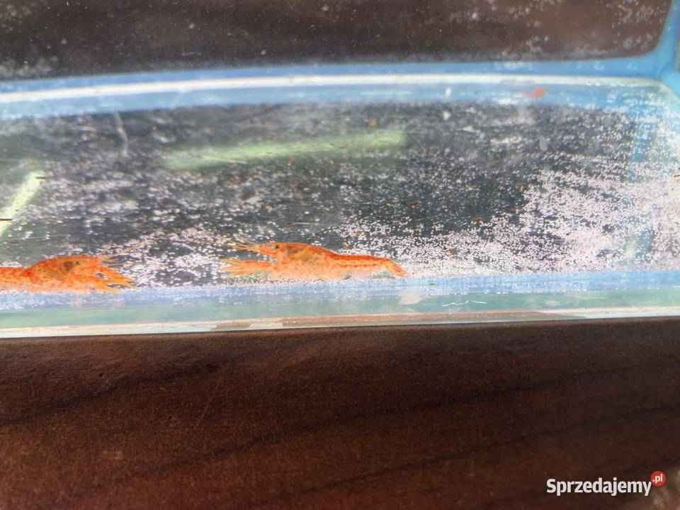 Rak mini orange Justynów