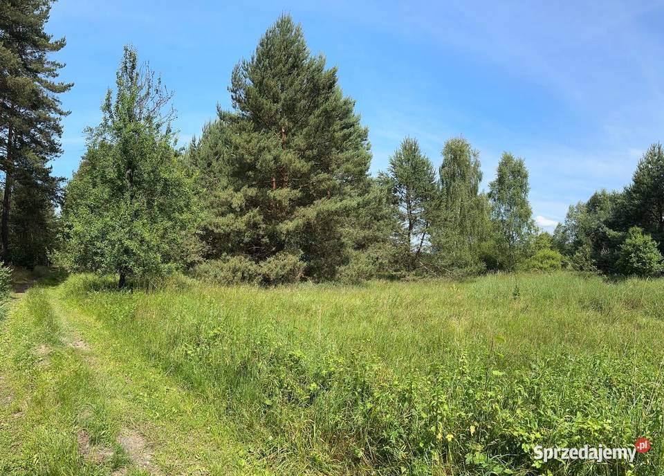 działka w otulinie lasu lubuskie Trzebule